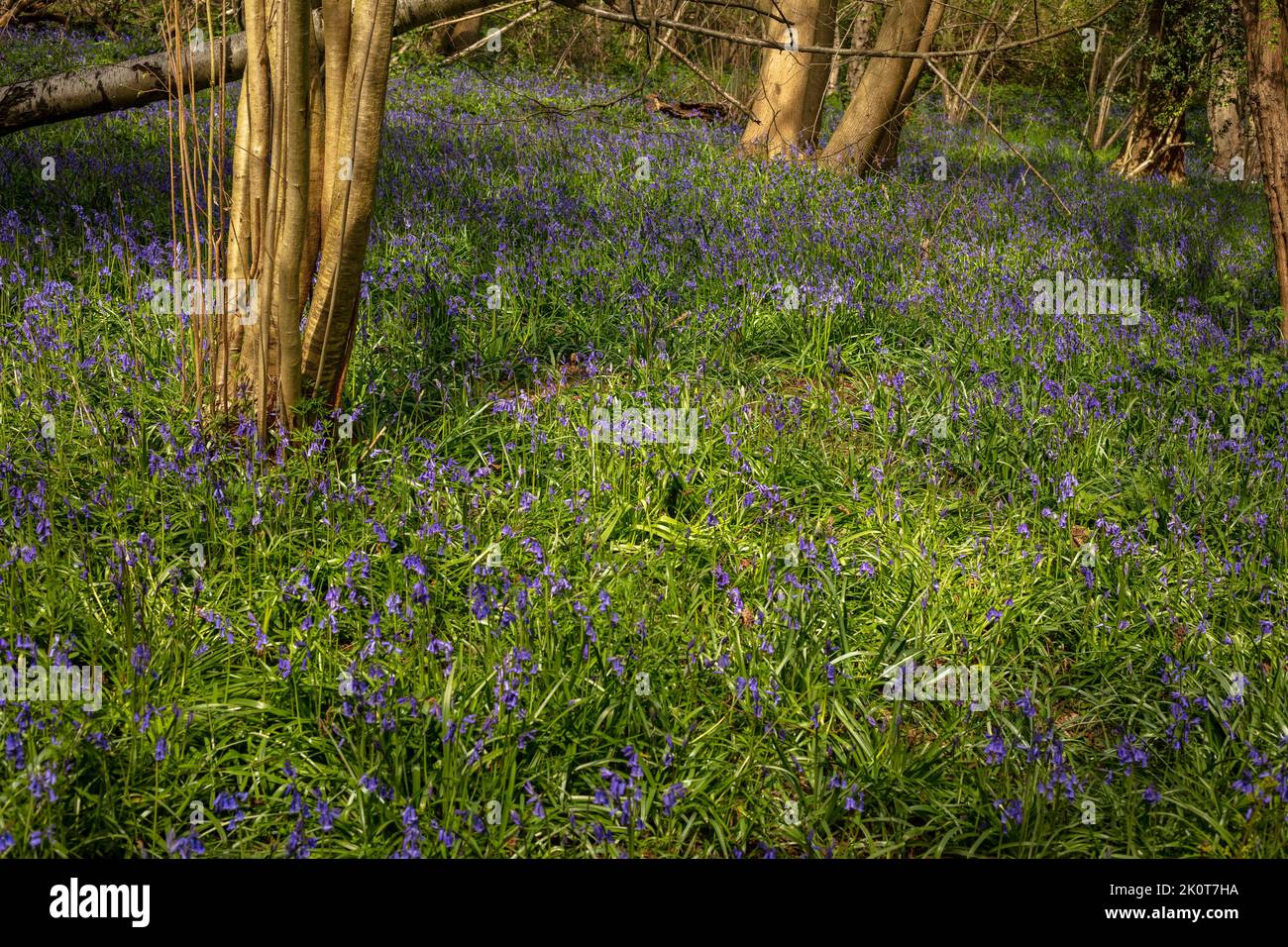 Natural environmental portrait of common Bluebells in an English woodland landscape setting Stock Photo