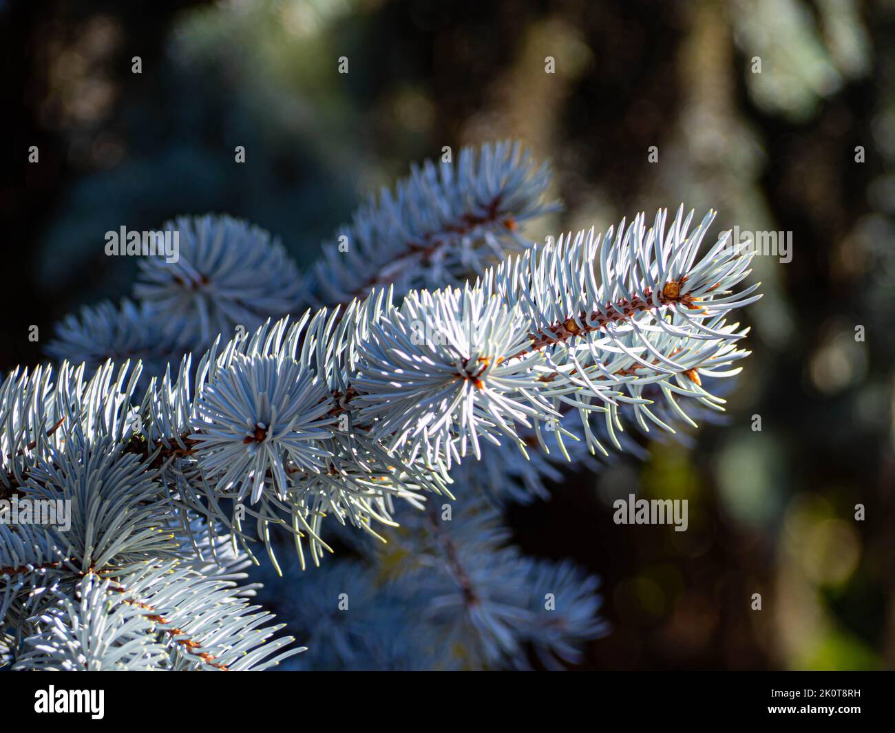 A closeup of a branch of blue spruce, Picea pungens. Stock Photo