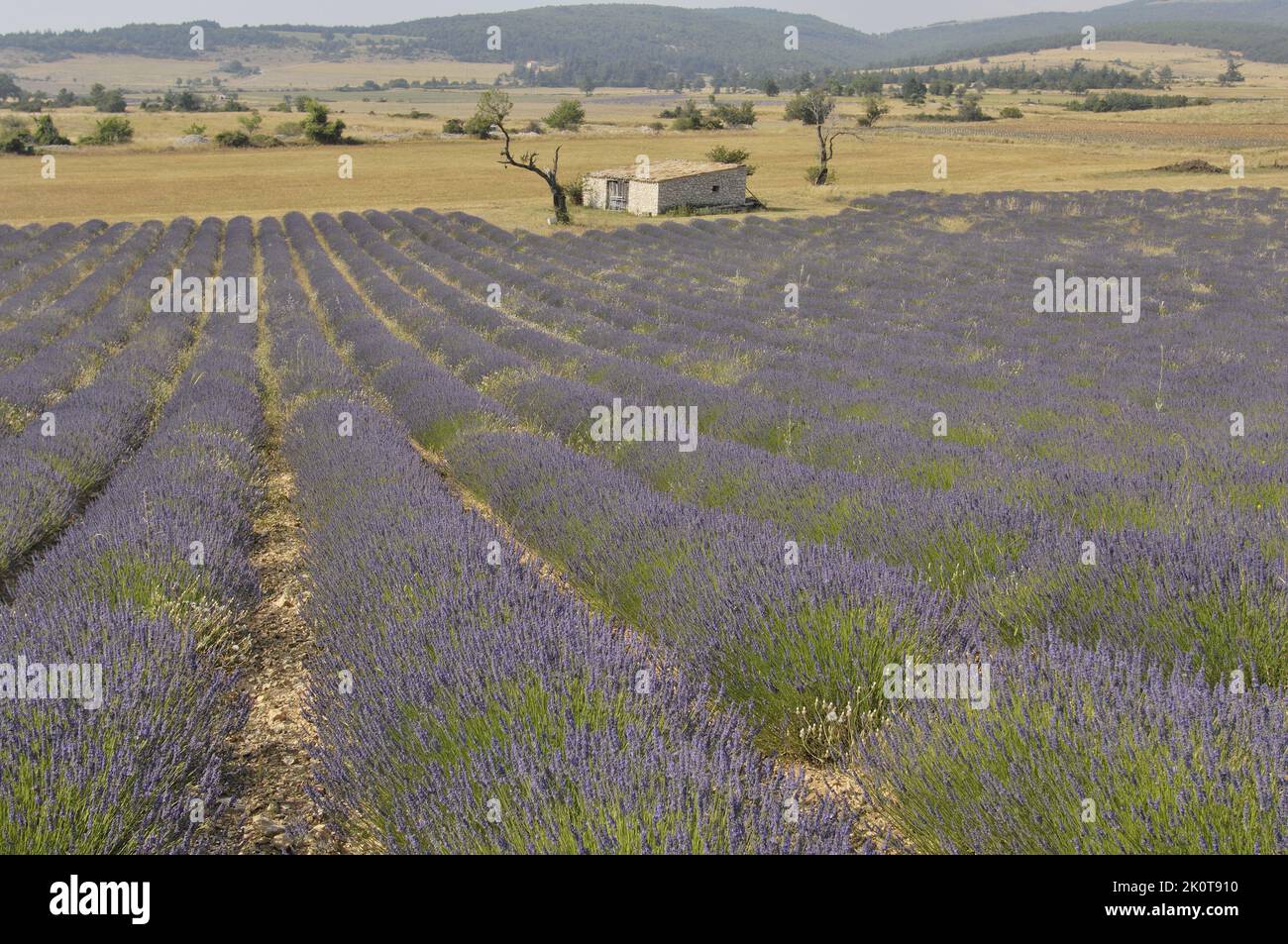 Lavender (Lavandula sp) shed near a field of flowers to be harvested - Sault area - Provence - Vaucluse - France Stock Photo