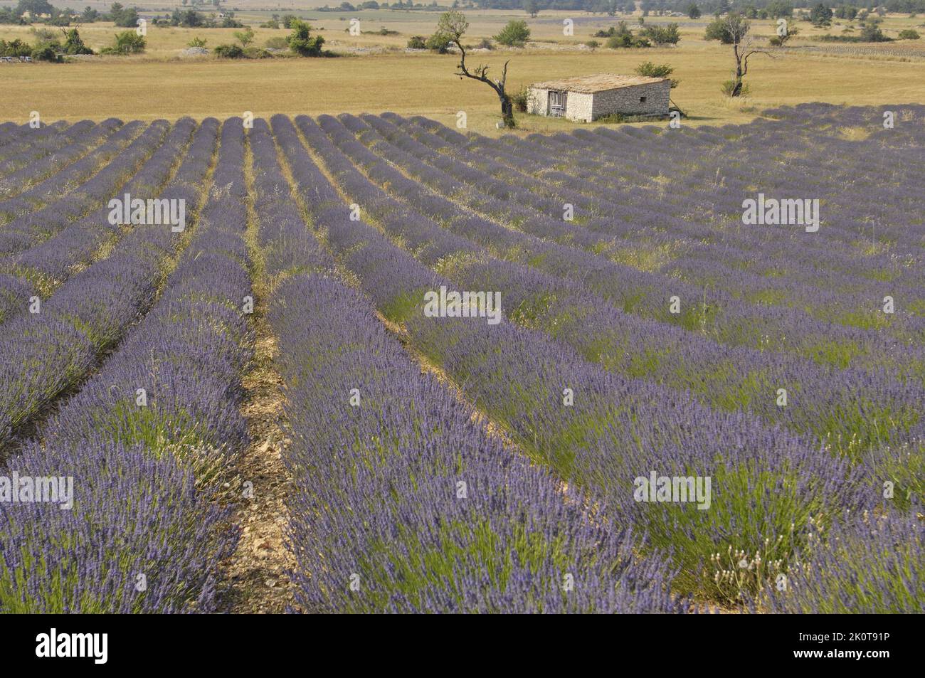 Lavender (Lavandula sp) shed near a field of flowers to be harvested - Sault area - Provence - Vaucluse - France Stock Photo