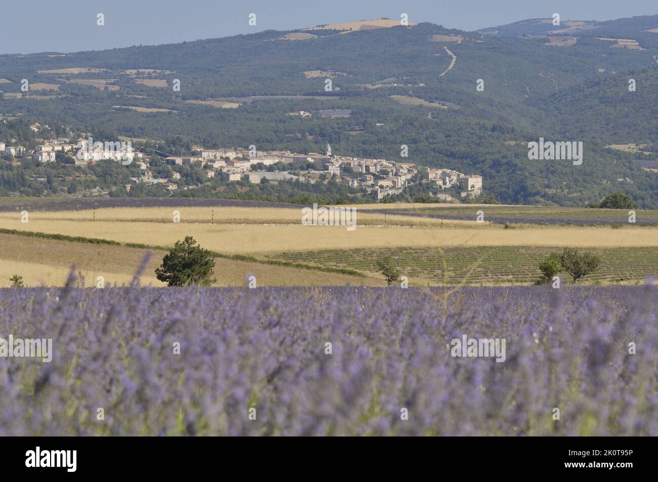Lavender (Lavandula sp)  field of flowers to be harvested with the city of Sault in the background - Sault area - Provence - Vaucluse - France Stock Photo