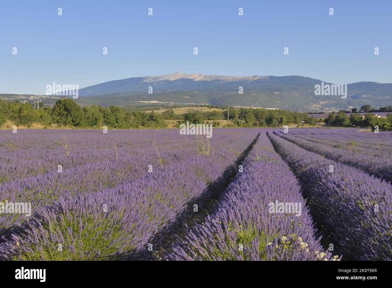 Lavender (Lavandula sp) field of flowers to be harvested with the Mont Ventoux in the background - Sault area - Provence - Vaucluse - France Stock Photo