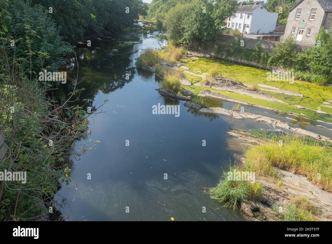 Green algae growing in pools alonmg the River Teifi during drought low flow conditions 27th August 2022 Stock Photo
