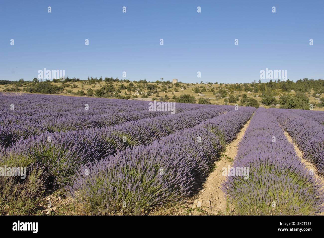 Lavender (Lavandula sp) field of flowers ready to be harvested - Sault area - Provence - Vaucluse - France Stock Photo