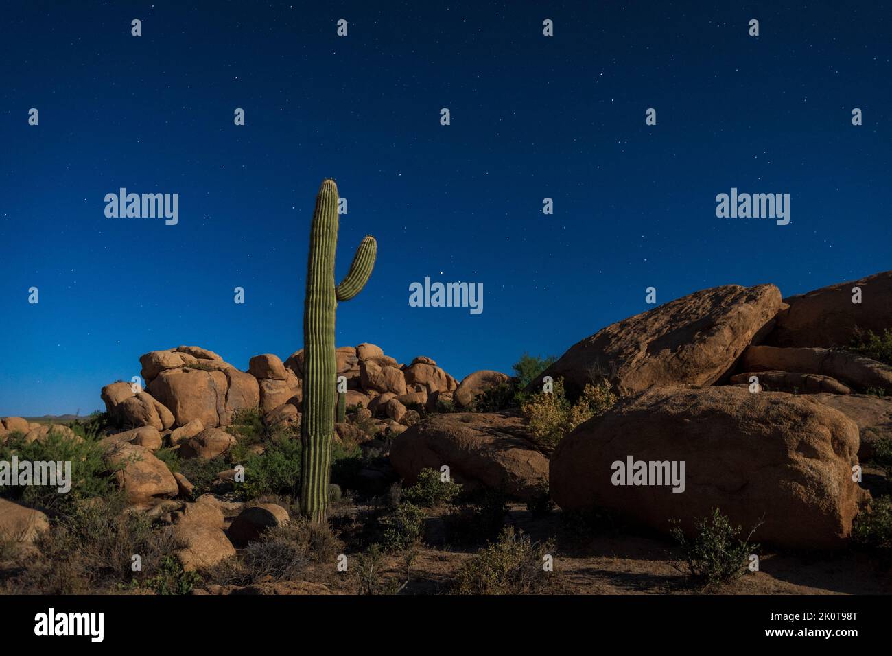 A night view of cactus desert in Florence, Arizona Stock Photo - Alamy