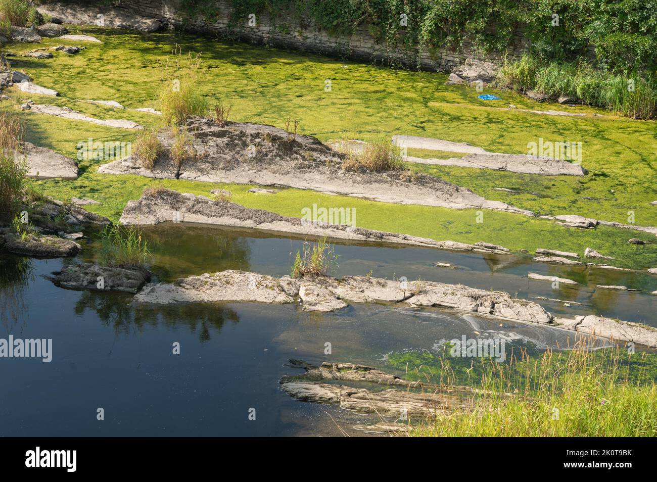 Green algae growing in pools alonmg the River Teifi during drought low flow conditions 27th August 2022 Stock Photo