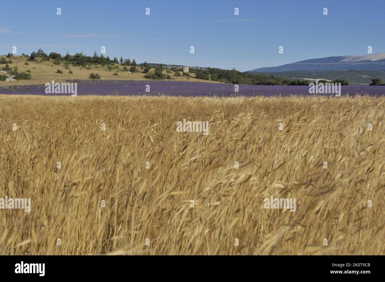 Lavender (Lavandula sp) and Spelt - Dinkel wheat - Hulled wheat  (Triticum spelta) field of flowers ready to be harvested - Provence - France Stock Photo