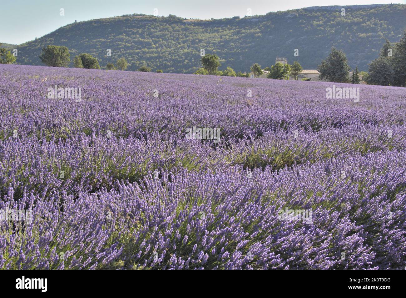 Lavender (Lavandula sp) field of flowers ready to be harvested - Sault area - Provence - Vaucluse - France Stock Photo