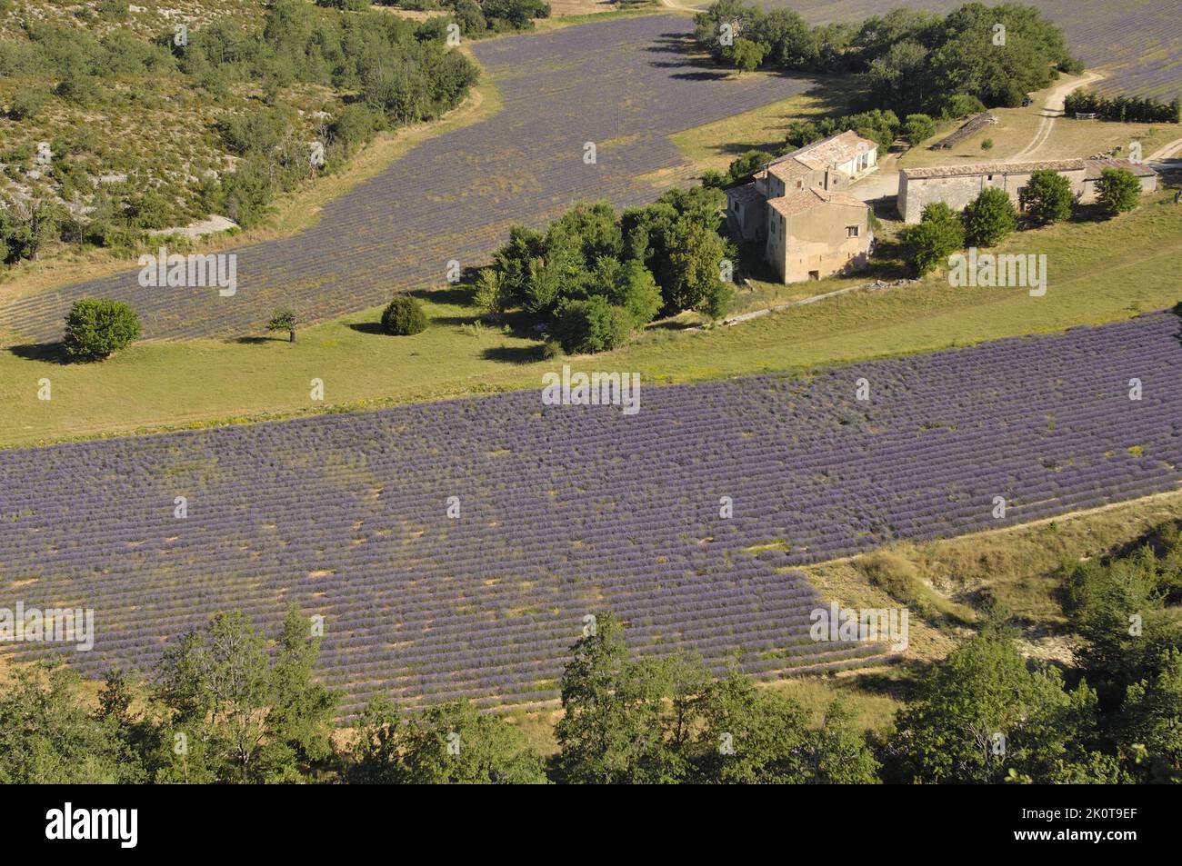 Lavender (Lavandula sp) farm close to a field of flowers to be harvested Sault area - Provence - Vaucluse - France Stock Photo