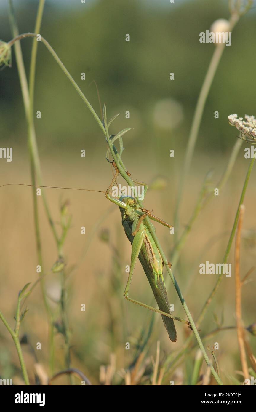 Great Green Bush-cricket (Tettigonia viridissima) male in summer Provence - Vaucluse - France Stock Photo