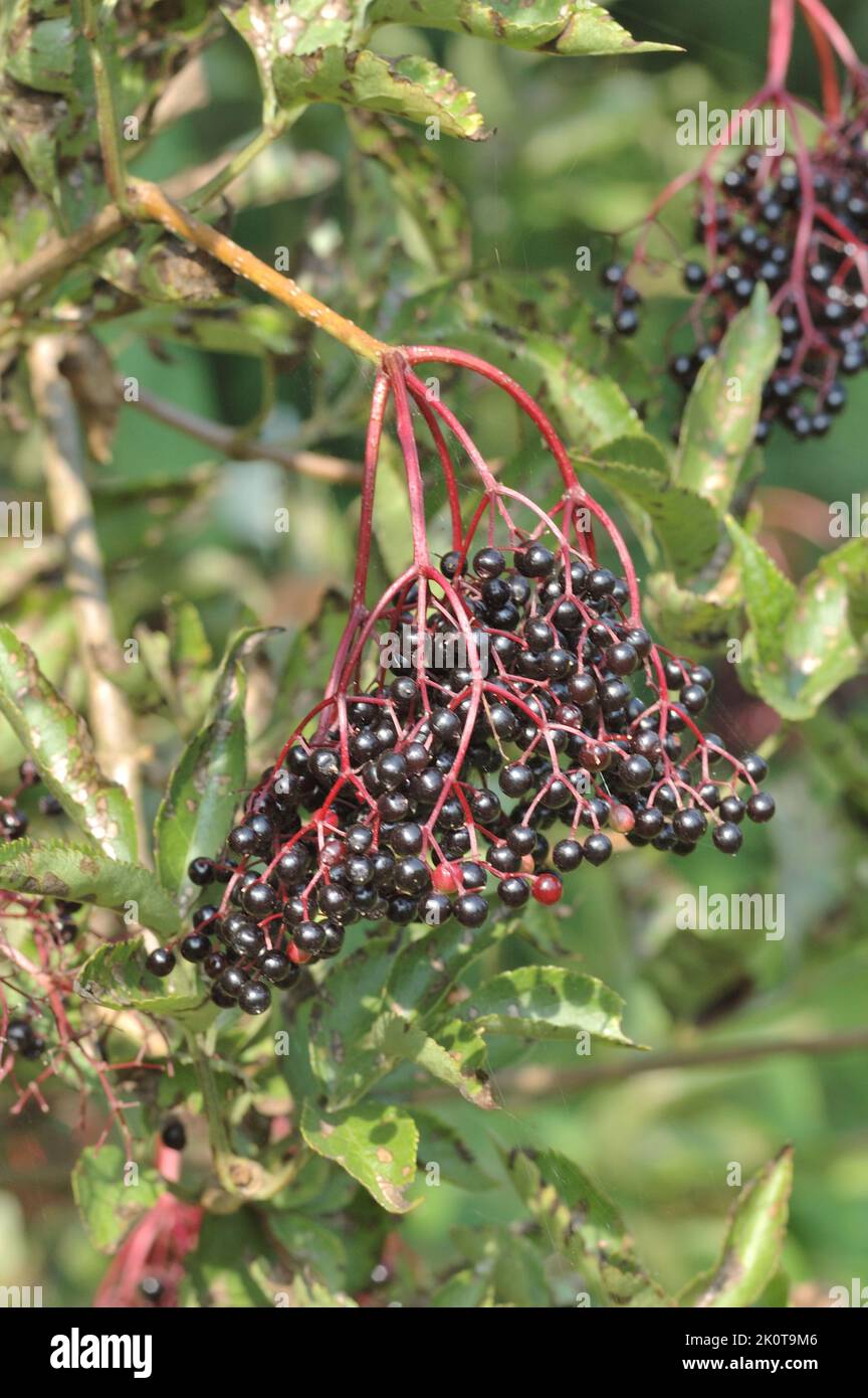 European black elder - Elderberry (Sambucus nigra) fruit cluster at the end of the summer Belgium Stock Photo