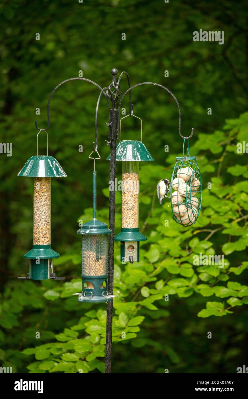 Wild bird feeders in natural woodland setting Stock Photo Alamy