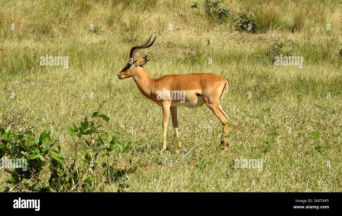 Male antelope in the open grassland of Botswana Stock Photo Alamy