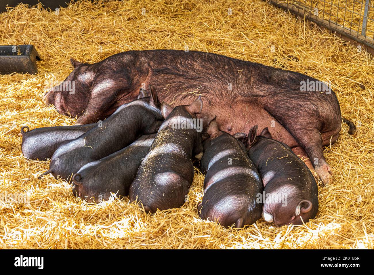Berkshire piglets suckling their mother at the Cotswold Farm Park, Kineton, Gloucestershire UK Stock Photo