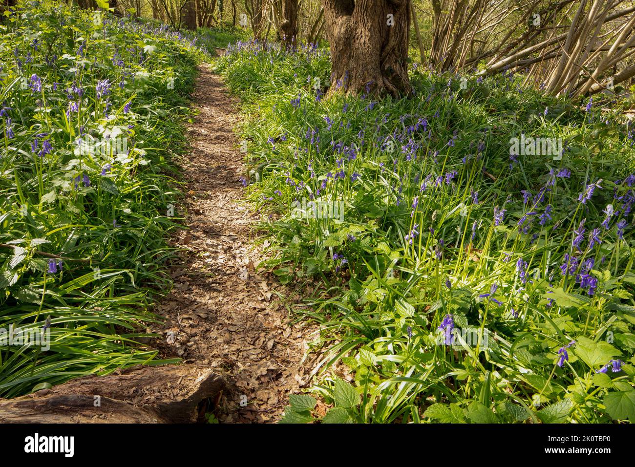 Natural environmental portrait of common Bluebells in an English woodland landscape setting Stock Photo