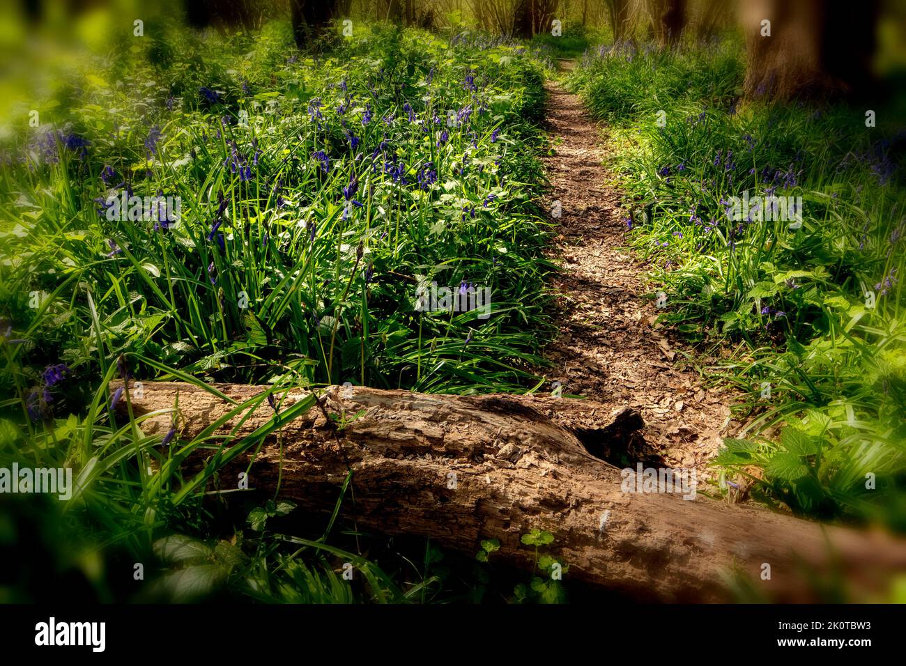 Natural environmental portrait of common Bluebells in an English woodland landscape setting Stock Photo