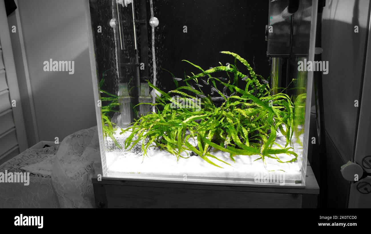 Freshwater aquatic plants in a fish tank with blurred background Stock