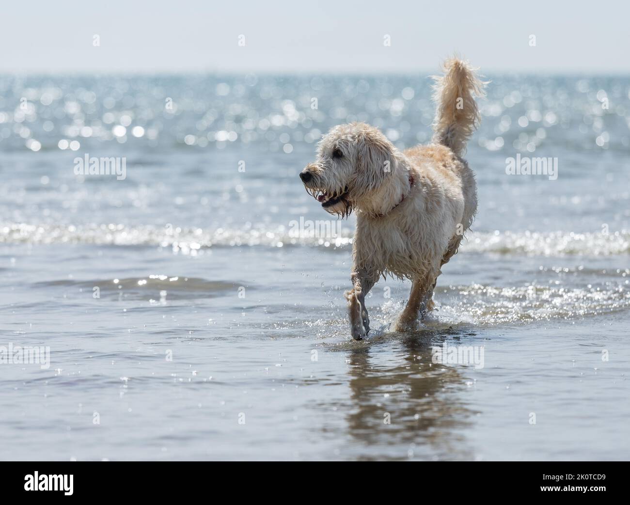 White Labradoodle, Poodle crossbreed, having fun in the sea at low tide in Summer Stock Photo
