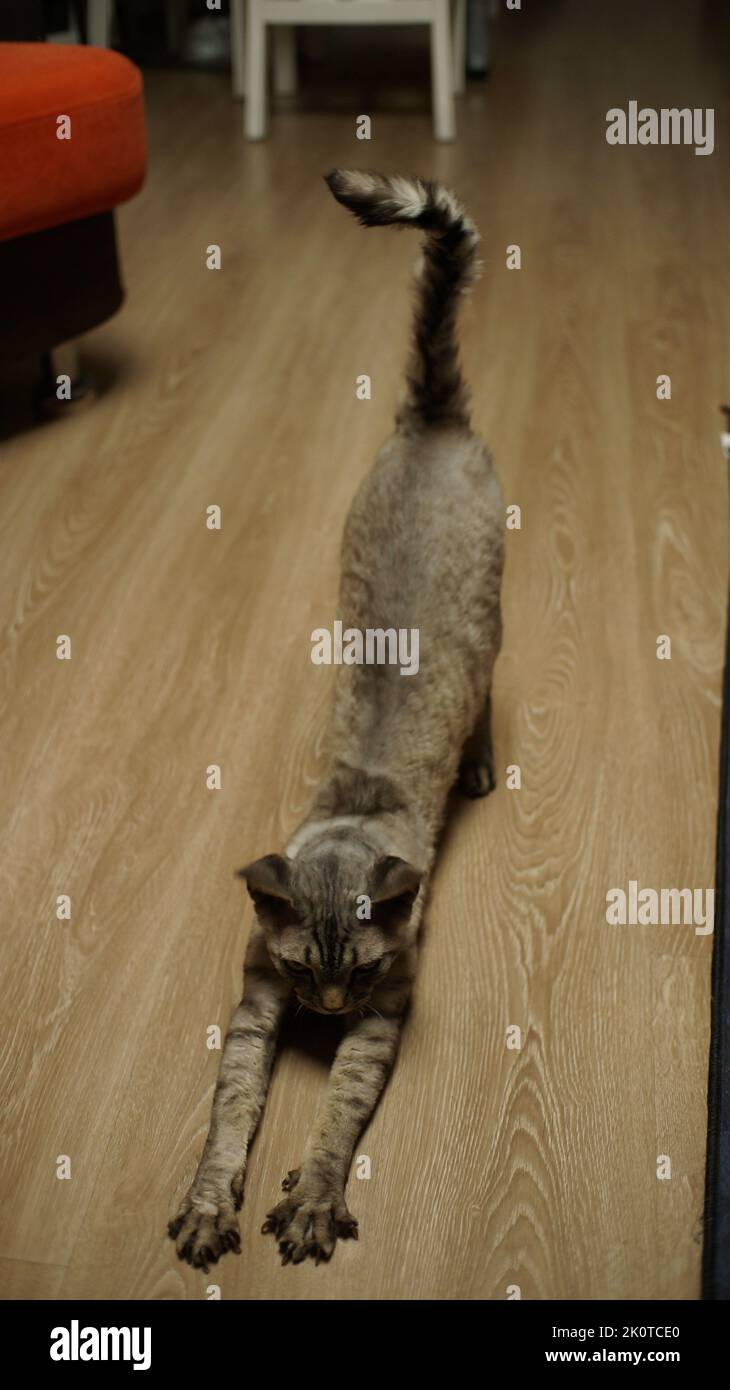 A Devon rex cat stretching isolated on the floor Stock Photo
