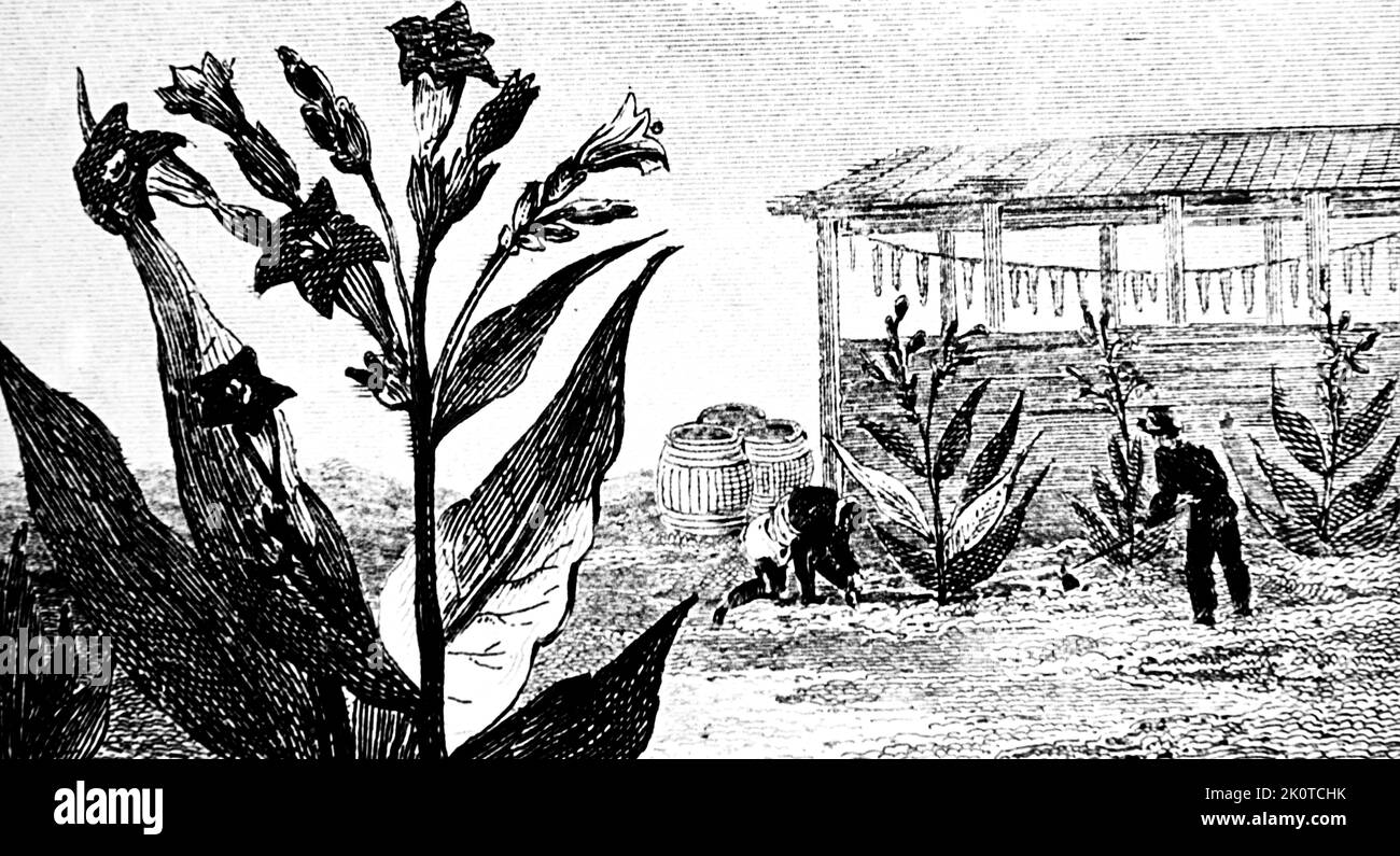 Drawing of a tobacco plant and plantation. 1845. Nicotiana , is a genus of herbaceous plants and shrubs of the family Solanaceae, that is indigenous to the Americas, Australia, south west Africa and the South Pacific. Various Nicotiana species Stock Photo