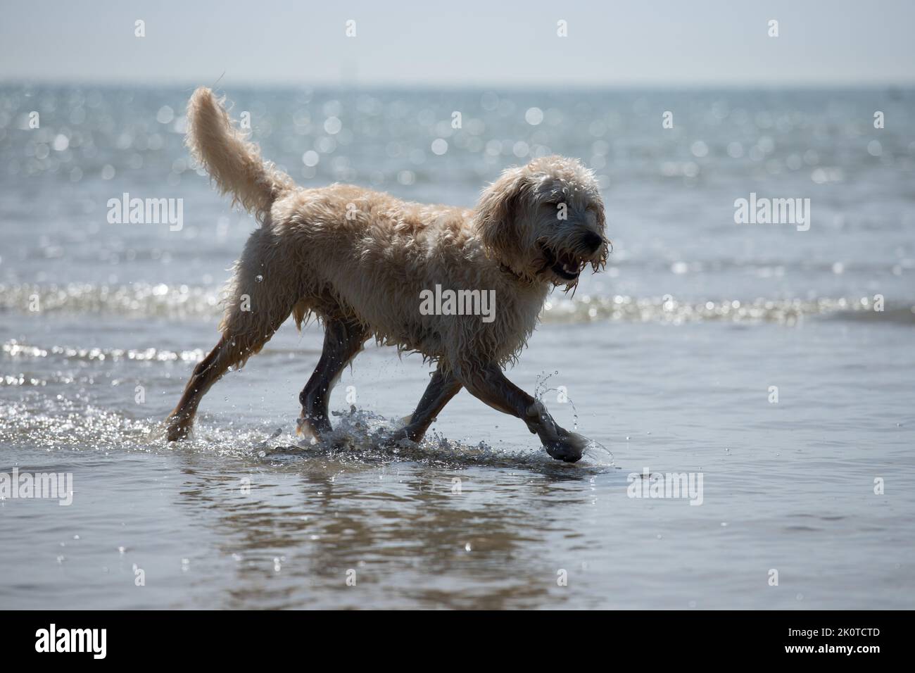 White Labradoodle, Poodle crossbreed, having fun in the sea at low tide in Summer Stock Photo