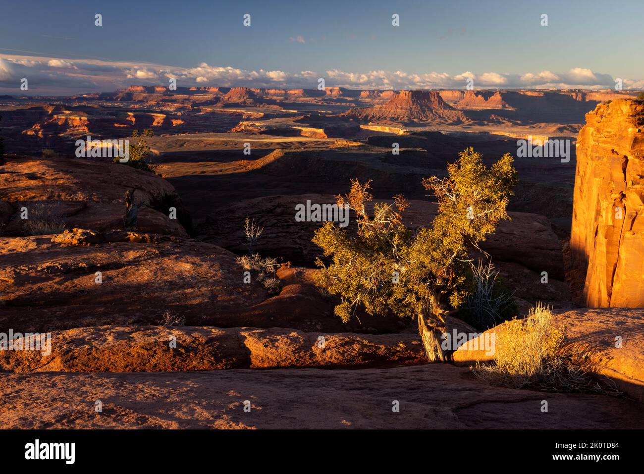 A small juniper tree along the edge of the canyon rim along the Murphy Trail overlooking the labyrinth of canyons below at sunrise. Canyonlands Nation Stock Photo