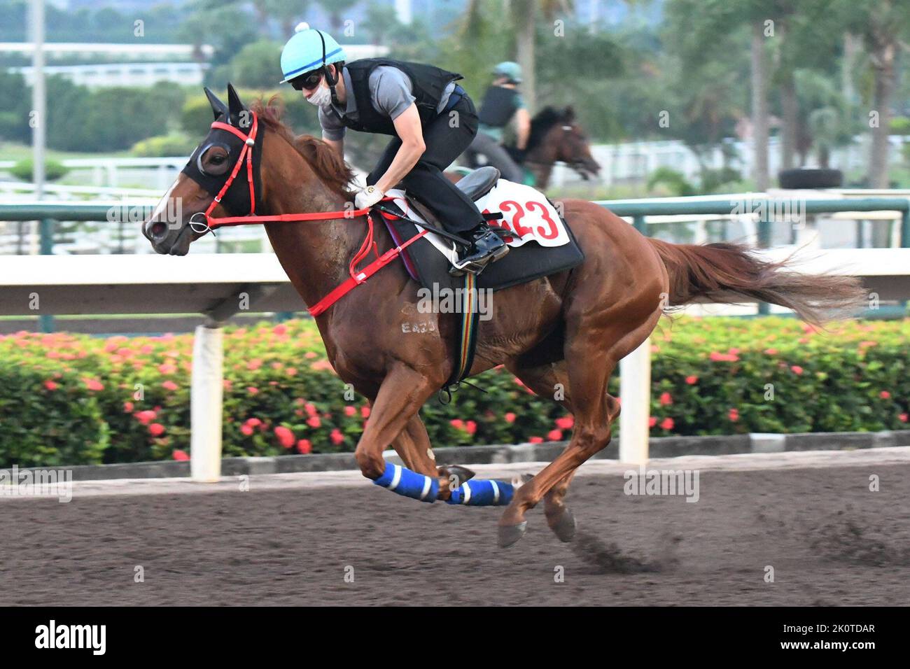FIVE ELEMENTS (423) ridden by Matthew Chadwick galloping on the all