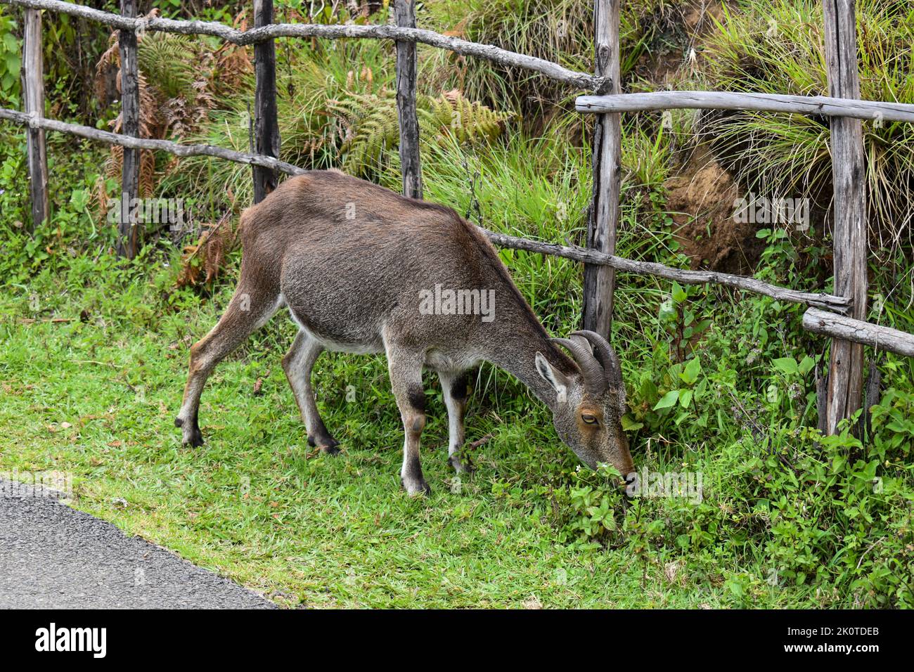 A nilgiri tahr hires stock photography and images Alamy