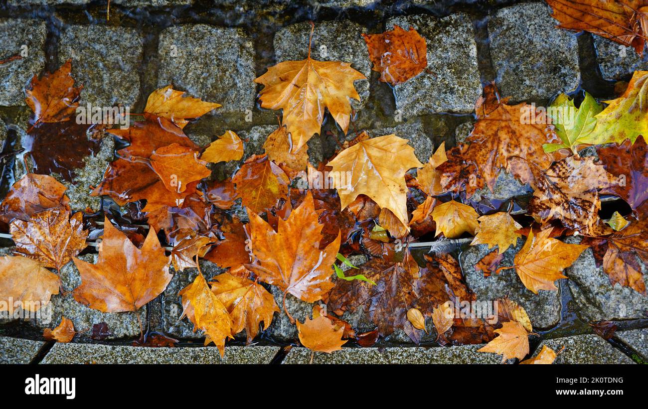 Leaves lying on a cobblestone pavement on a rainy autumn day in Germany. Stock Photo
