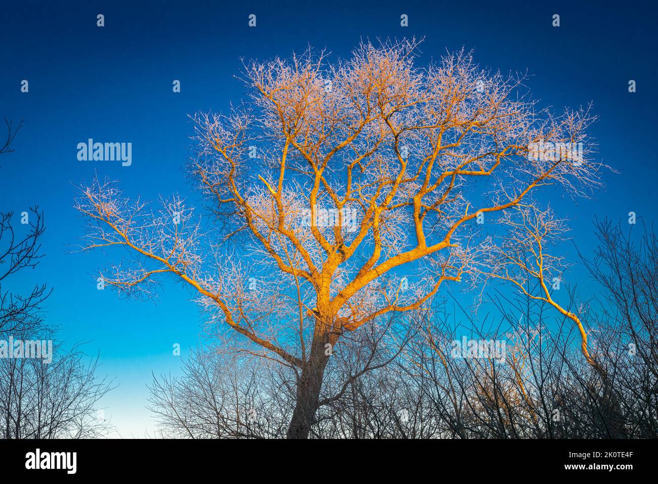 A tree is beautifully illuminated by the setting sun on a winter afternoon Stock Photo