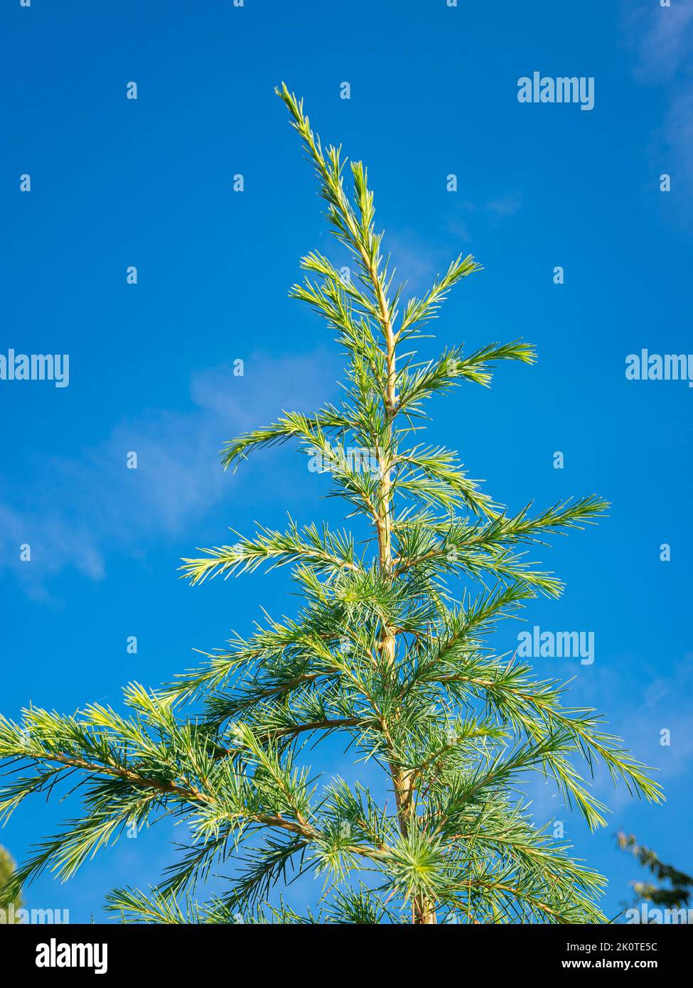 Beautifully detailed image of the twigs and needles in the top of a Lebanese cedar (Cedrus libani) Stock Photo