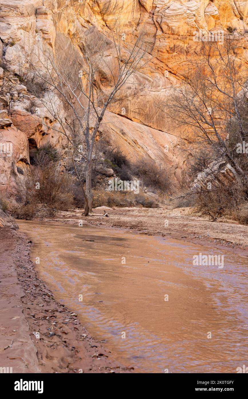 The sandstone cliffs of Hackberry Canyon rising high above the creek. Grand StaircaseEscalante