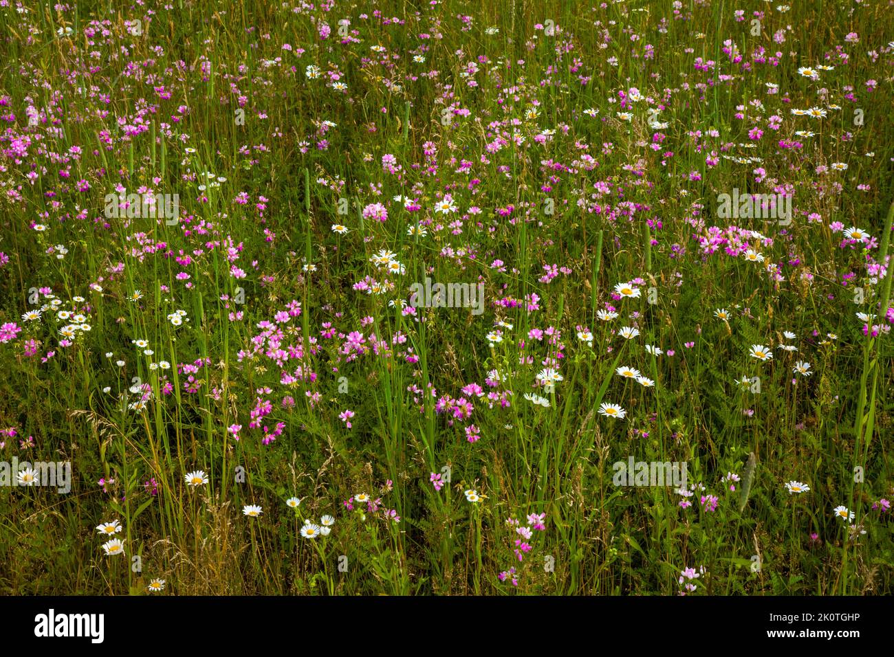 Dry meadow wildflowers consisting of Daisy Fleabane, Ox-eye Daisy and Crown Vetch in northeast Pennsylvania Stock Photo