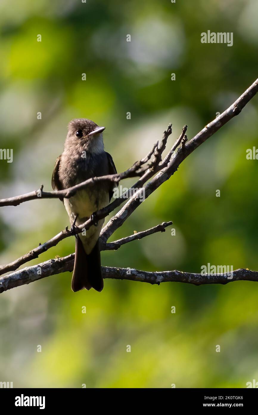 Western wood-pewee bird resting on a branch Stock Photo