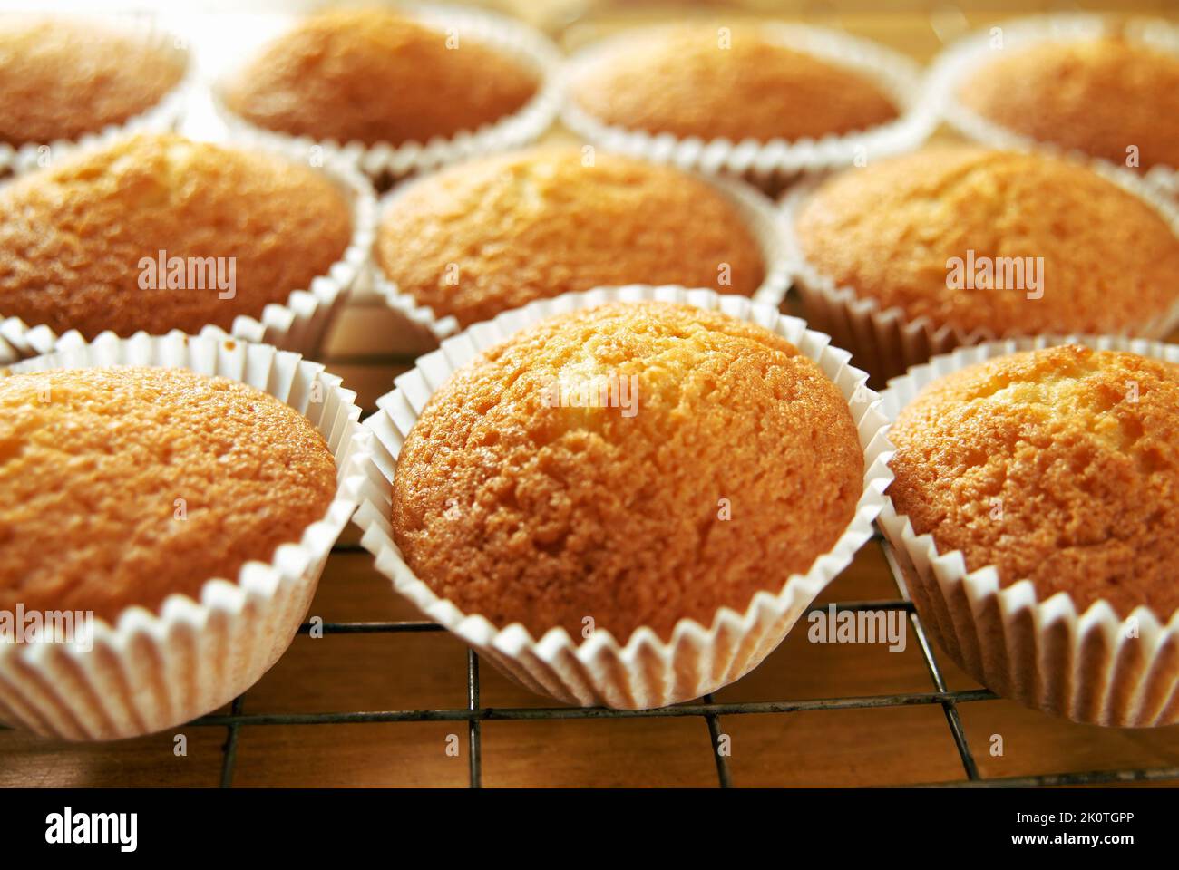 Freshly baked cupcakes on a cooling tray Stock Photo