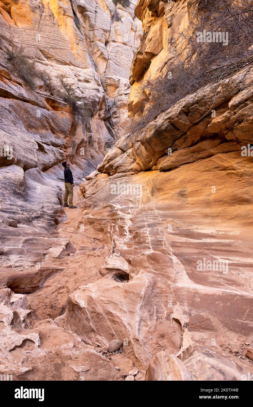 A male hiker looking up and admiring the narrows of the Cottonwood Narrows. Grand Staircase-Escalante National Monument, Utah Stock Photo