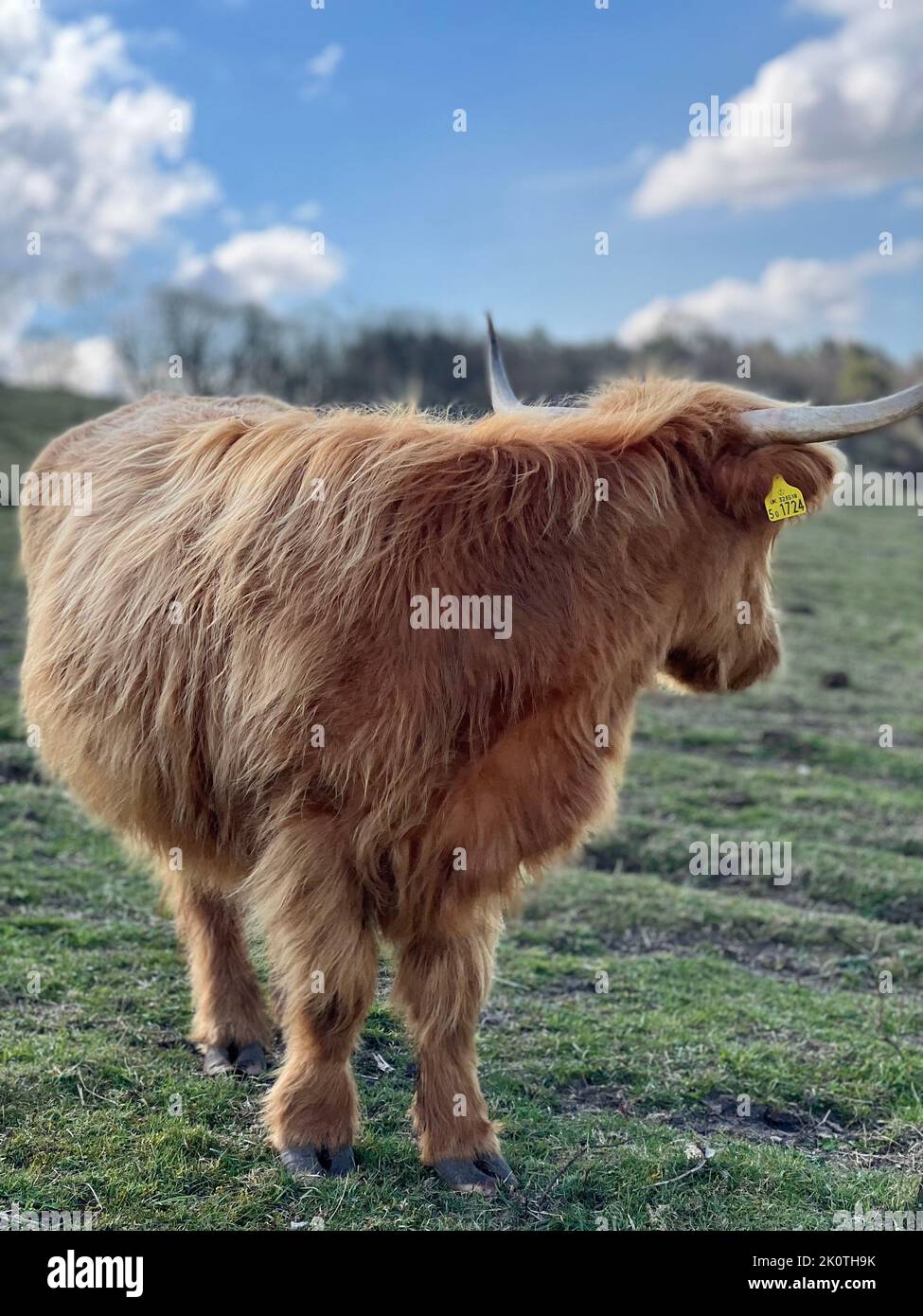 A vertical closeup of Highland cow in the meadow Stock Photo - Alamy