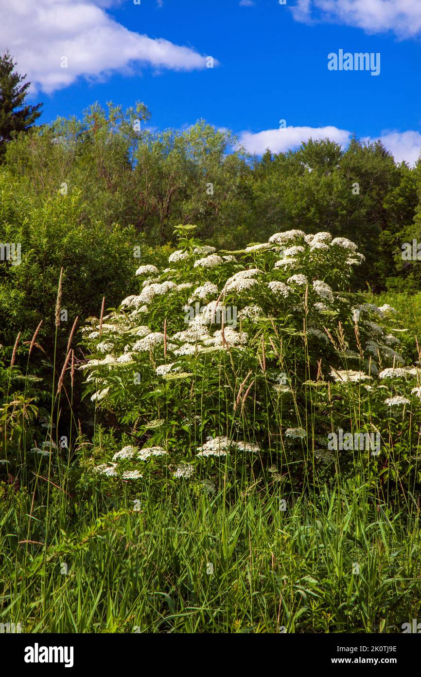 Black or Common Elderberry in bloom at the Varden Conservation Area in Wayne County, Pennsylvania Stock Photo