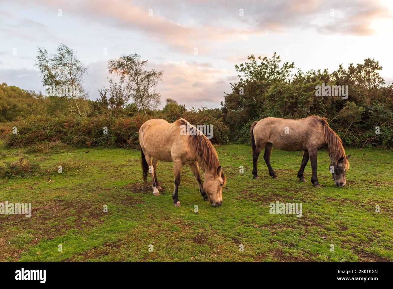 New Forest ponies in autumn, Hampshire, UK Stock Photo