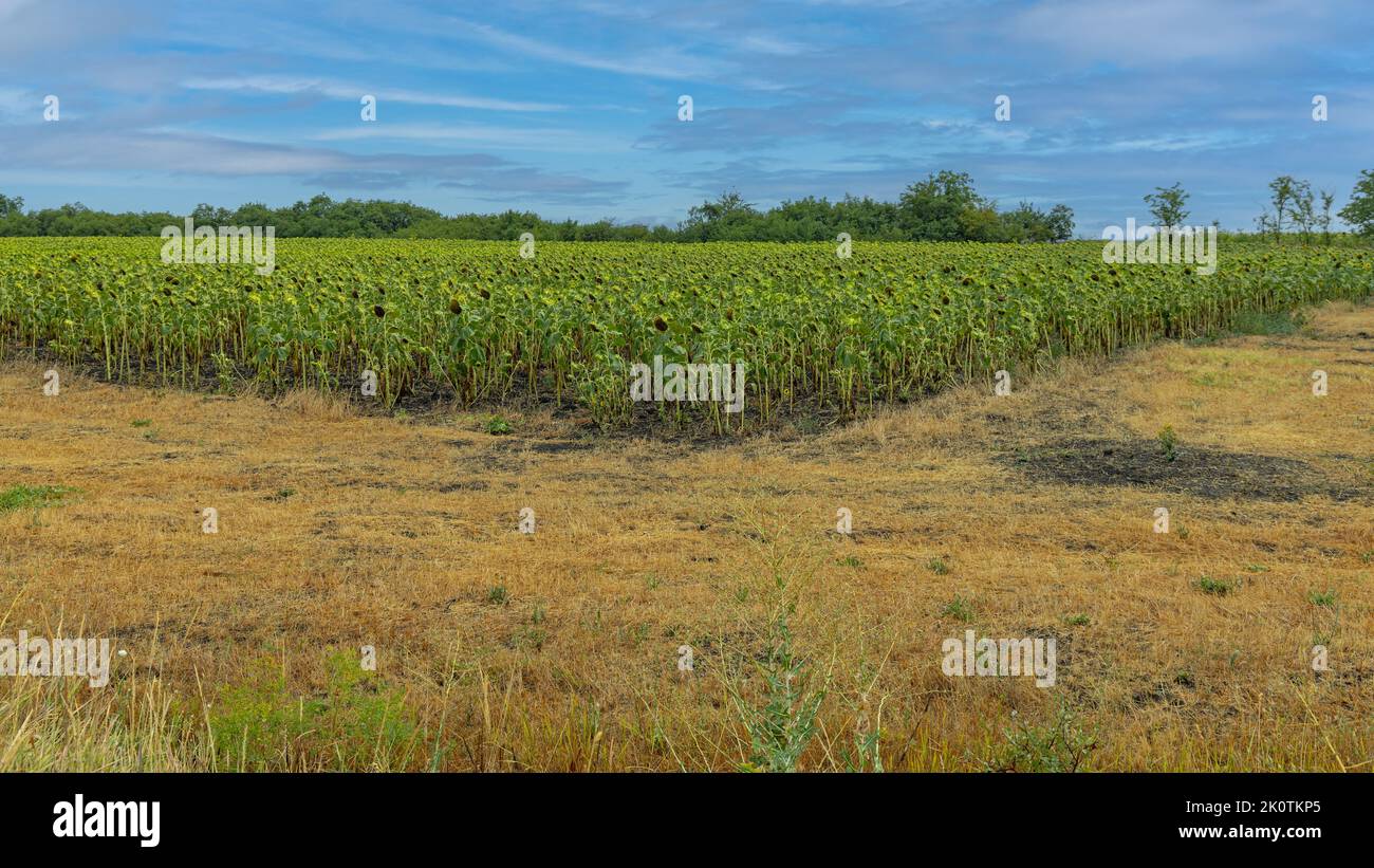 Sunflowers Crop Field Summer Day Agriculture Farm Dry Land Stock Photo