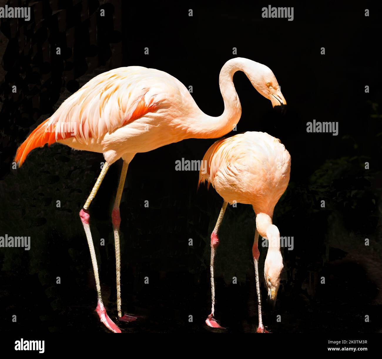 Flamingo hotel hi-res stock photography and images - Alamy