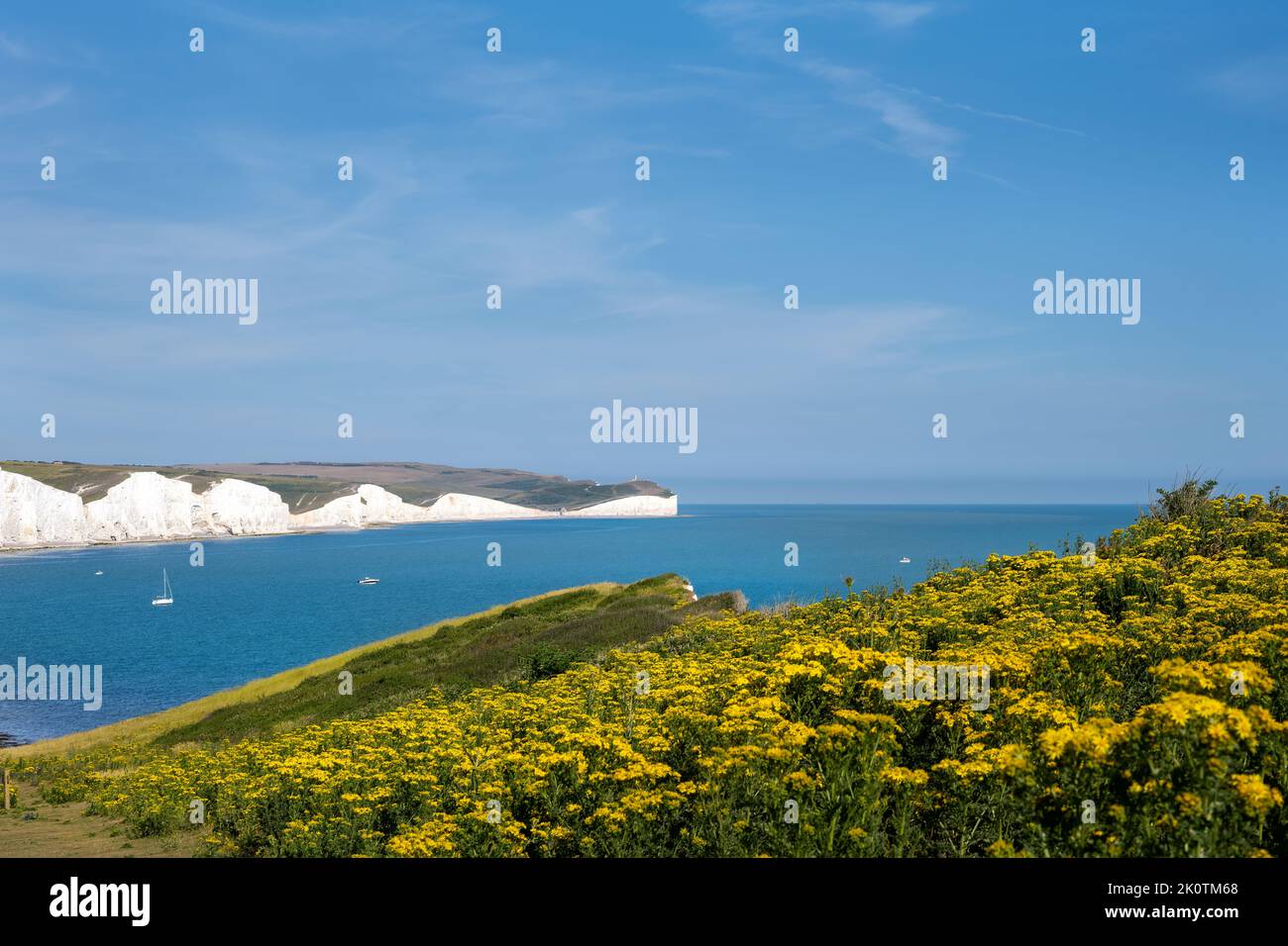 View of the Seven Sisters Country Park over an expanse of yellow flowers on a sunny summer afternoon, East Sussex, England Stock Photo