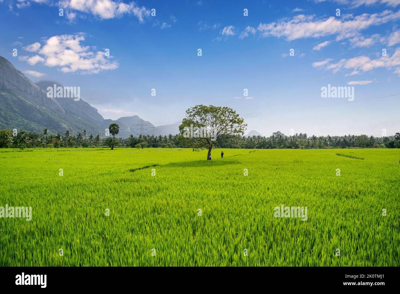 Kerala Paddy Field Palakkad Kerala Villages Stock Photo Alamy