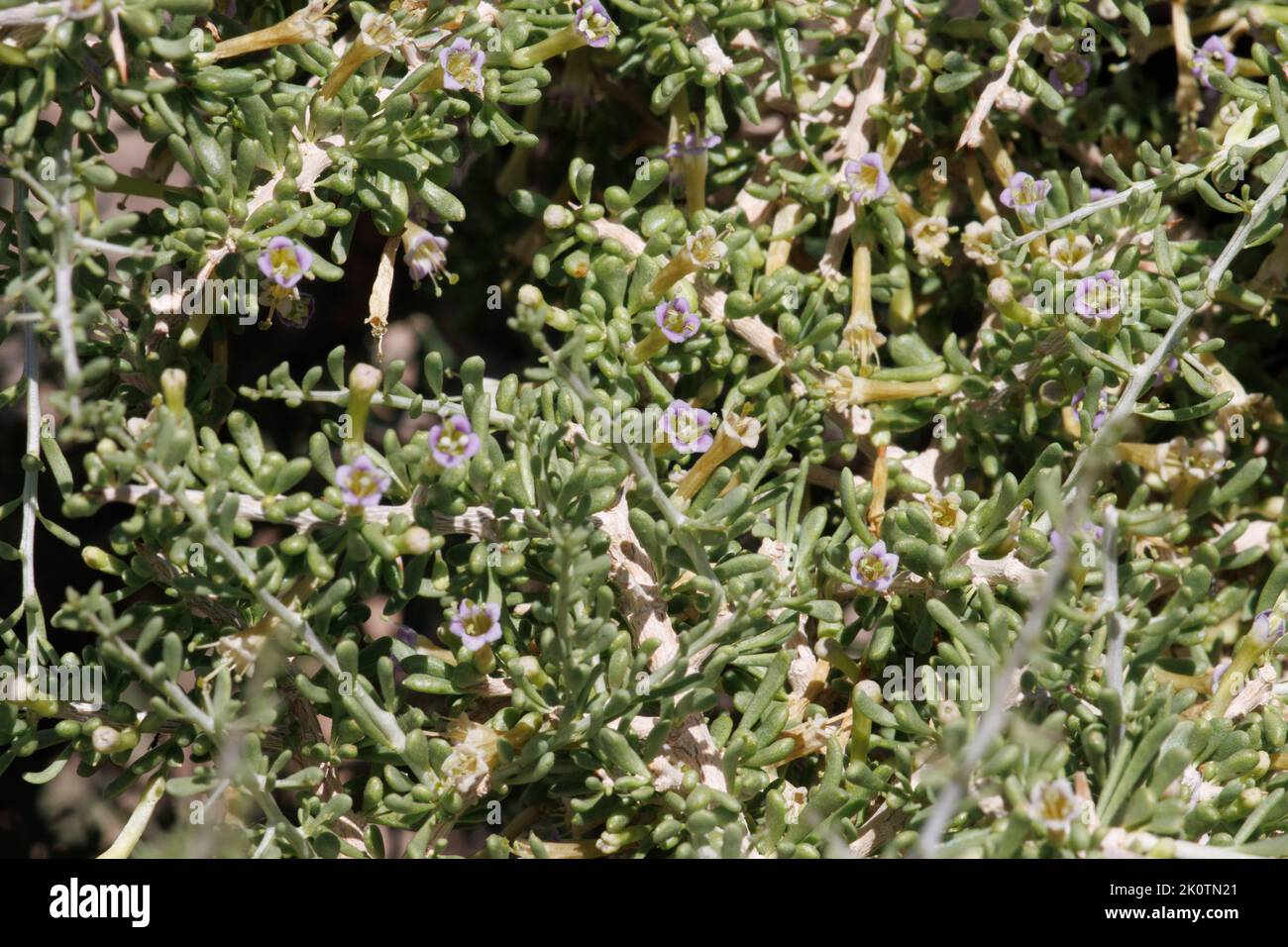 White flowering cymose cluster inflorescences of Lycium Andersonii, Solanaceae, native shrub in the Little San Bernardino Mountains, Springtime. Stock Photo
