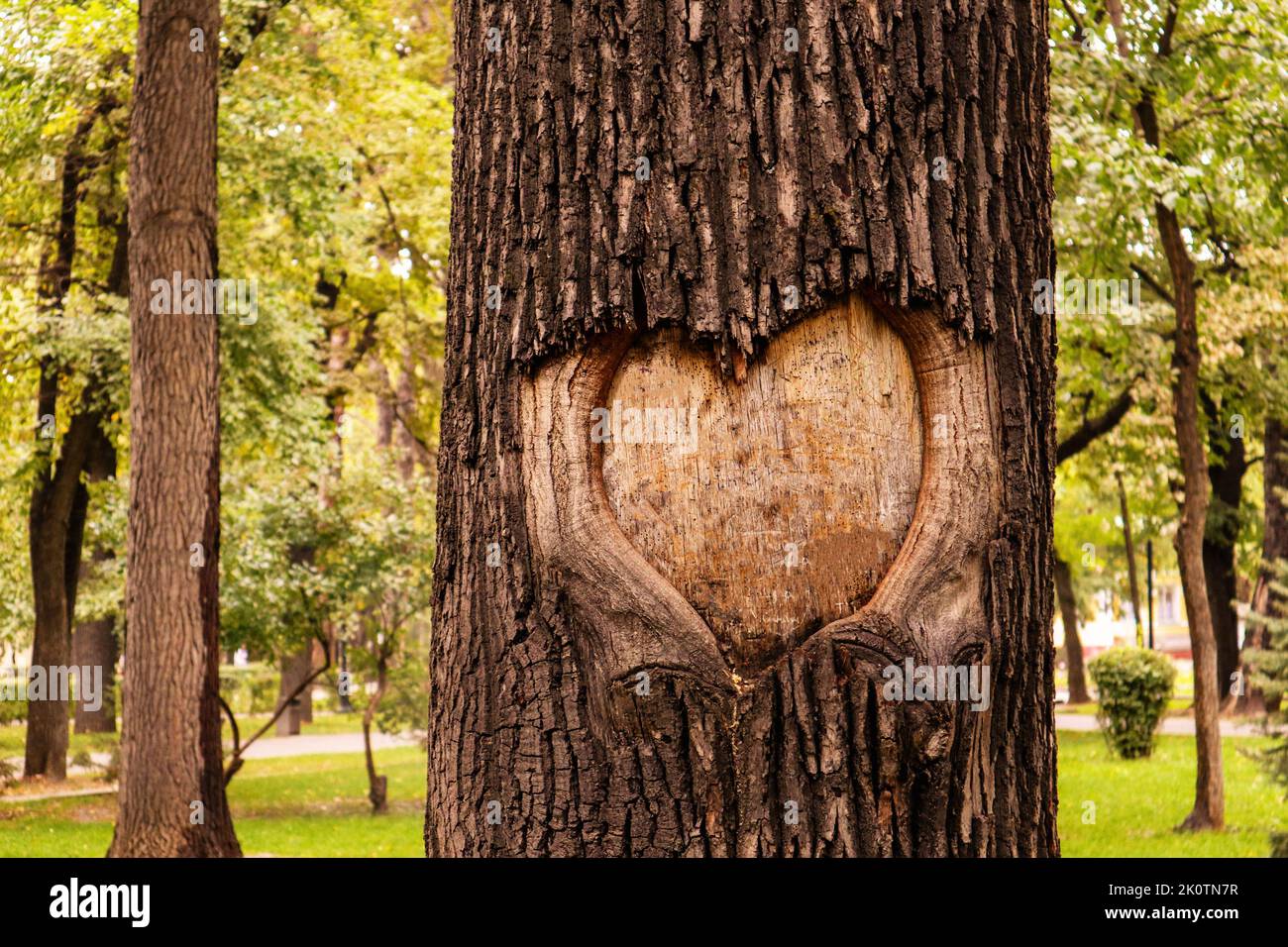 a heart carved into the bark of a tree. Stock Photo