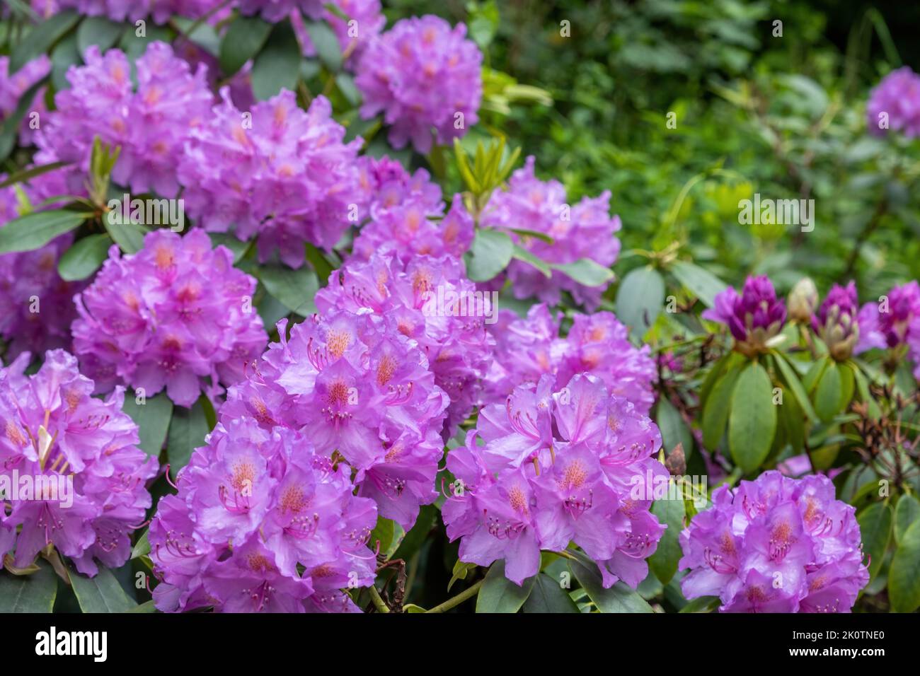 Rhododendron plant at Vondel Park, Amsterdam Netherlands. Close up view of ornamental flowering woody plant in purple color. Blooming tree with fresh Stock Photo