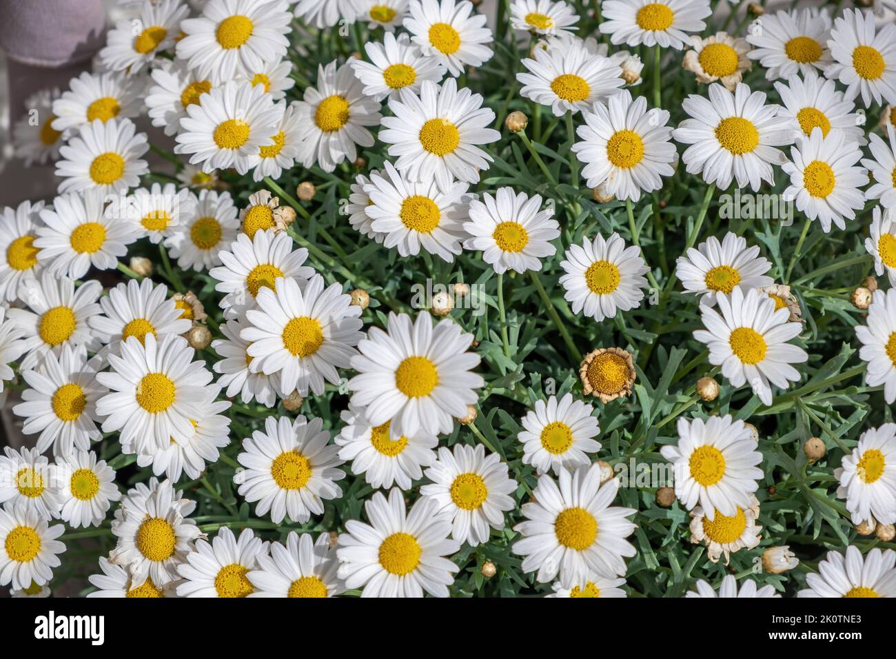 Daisy, bellis perennis, white flower with yellow center at Netherlands, Holland field. Common daisy is a perennial herbaceous plant. Full background t Stock Photo