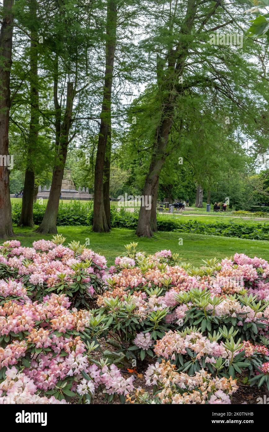 Amsterdam, Vondel Park at Netherlands. Rhododendron maximum or great laurel an evergreen shrub
