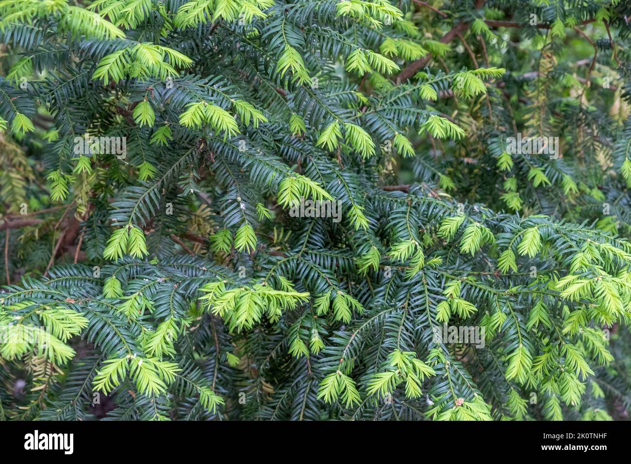 Amsterdam, Vondel Park at Netherlands. Tsuga canadensis or eastern hemlock a coniferous ornamental green tree. Full background texture. Nature at Holl Stock Photo