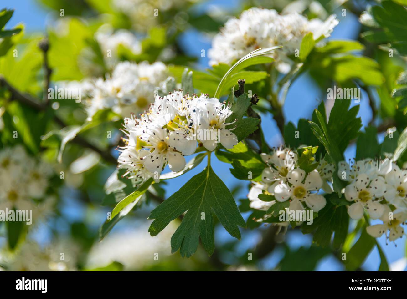 Beautiful White Azarole Flowers On Our Roadtrip Through Tuscany Stock Photo